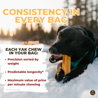 Himalayan Yak Chew (LARGE)